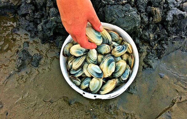 A clam harvest in Clam Bay – credit Renée Downs