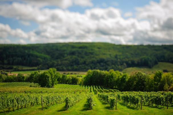 The lush vineyards at just outside Wolfville – Credit Benjamin Bridge